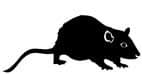 Rat Car Window Sticker Vinyl Decal - By SCA ART