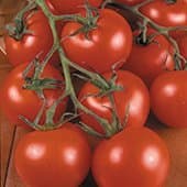 Tomato plants F1 'Mountain Magic' - 3 X 9cm pots. (Blight Resistant)