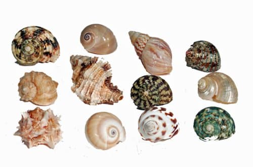 Florida Marine Research SFM34331 12-Pack Hermit Crab Shell, Medium