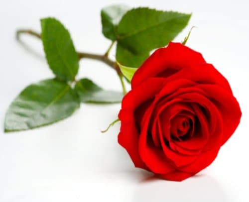 Abbey Essentials Rose Otto Absolute 100% Pure Can Be Used For Massage Baths and Inhalation 5 ml