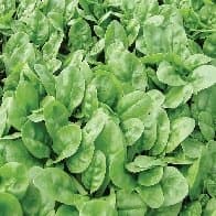 Spinach F-1 Emilia - 500 seeds