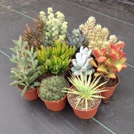 Cactus &amp; Suculentus Mixture, 100 fresh seeds