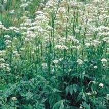 Pack Wild Flower Seeds From Suffolk Herbs 'Valerian'