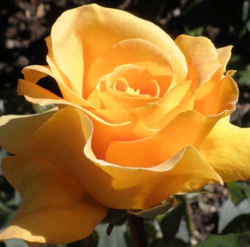 Rosa Bush Rose Floribunda 'GLENFIDDICH' Plant