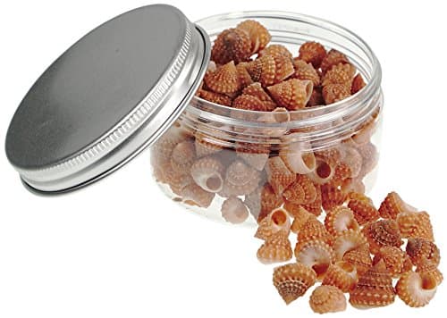 Quality Selected Seashells - Strawberry Echnella Shell :Echininus Cumingis - shells for Seashell Vases, Boxes, Picture Frames, Jewelry Making &amp; Mini Garden Miniature