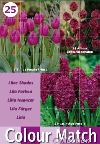 Colour Harmony Bulbs Packs with 25 Mixed Spring Flower Bulb Varieties - Purple