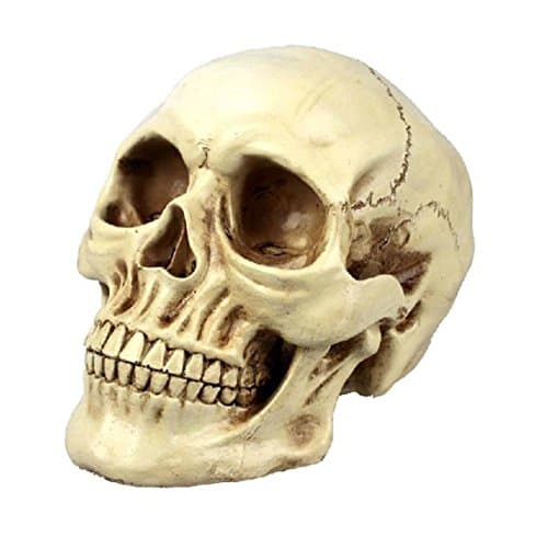Skeleton Head Grinning Realistic Replica Human Skull Home Statue