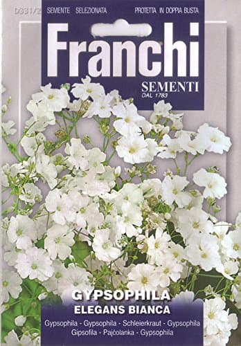 Franchi Gypsophila Elegans White