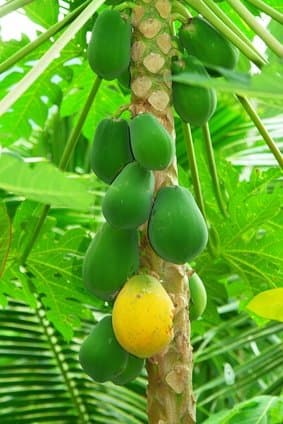 Carica papaya 10 fresh seeds