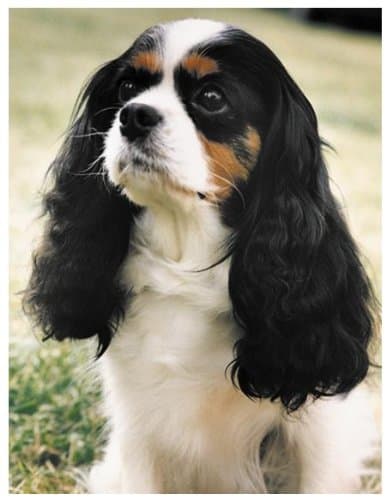 Cavalier King Charles Spaniel Tri dog Air Freshner