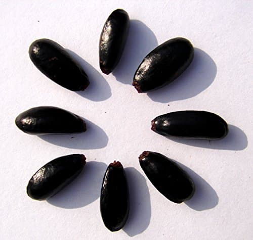 Soursop, Graviola ,Guanabana Seeds(100 pcs)