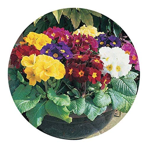 JPD Plants Polyanthus High Seas (24 Jumbo)