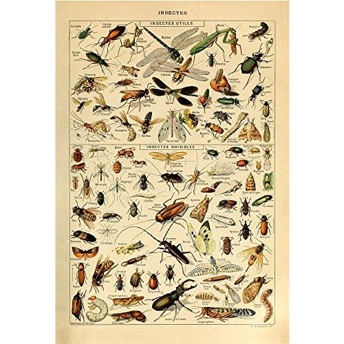 Vintage Poster Print Art Insects Identification Reference Collection Entomology Diagram Chart Decor20.87'' x 31.50''