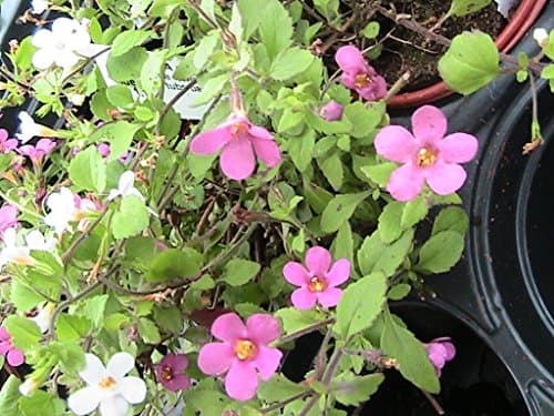 5 BACOPA PLUG PLANTS GREAT ROSE PINK BEAUTYBASKET