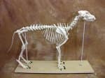 Large Canine Skeleton Size: 49" X 23" Bosley