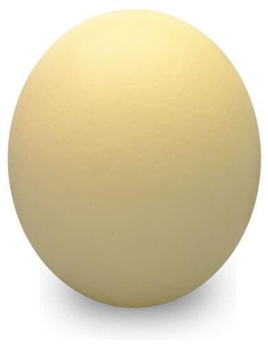 Premium Ostrich Eggshell - Grade A (Jumbo 18 by Uniquely Emu