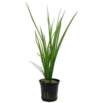Cyperus helferi - Live Aquarium Plants Easy Grass Like Background Fish Tank ADA