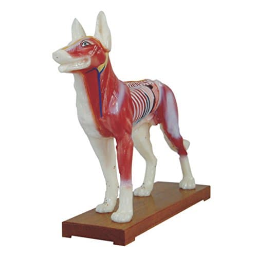 66fit Dog Acupuncture Model - Animal Pressure Points Veterinary Training, School Teaching Tool