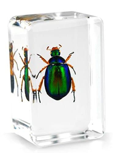 Real Insect Paperweight - Red Legged Chafer Beetle