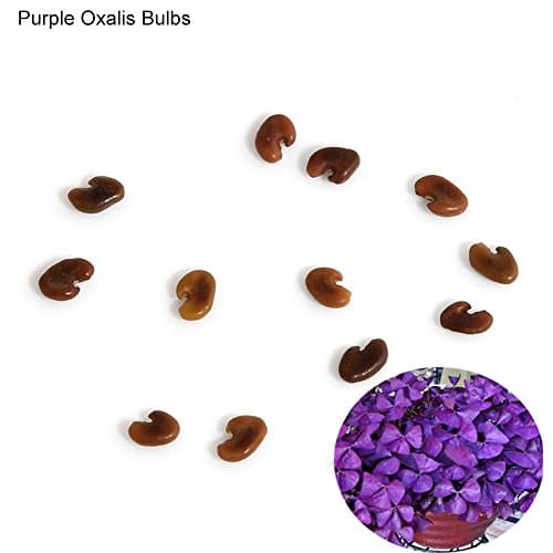 10 Pcs Shamrock Oxalis Triangularis Bulbs Easy to Plant Leaf Flower Seeds - Purple Oxalis Bulbs