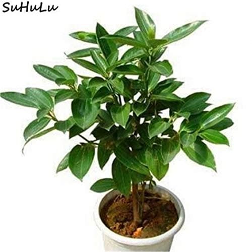 Bloom Green Co. 20 Pcs Cinnamon Bonsai Evergreen Tree Potted Plant for Home Garden, Indoor Grove Mini Forest Ornaments Plants Purifying Air