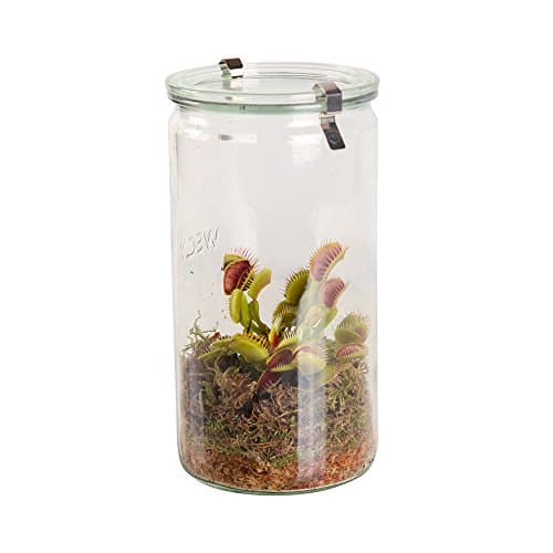 Swampworld Glass XL - Carnivorous Plant - Venus Flytrap