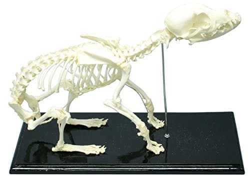 C and A Scientific 51014 Dog Skeleton