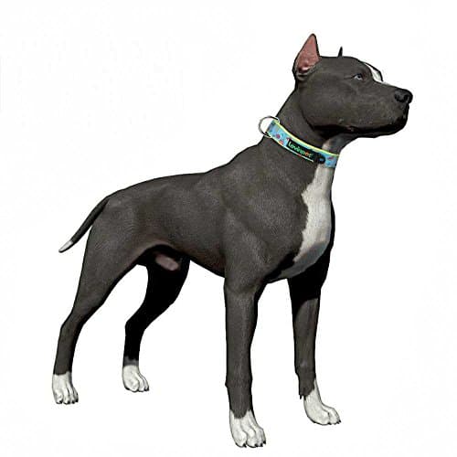 LovinPet 8 Patterns Soft &amp; Comfy Colorful Fruit Prints Padded Dog Collar, Large, Neck 17"-26", Adjustable Collars For Dog