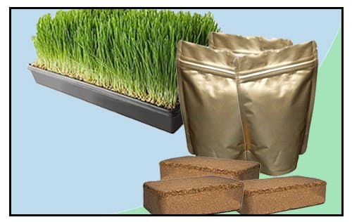 Wheatgrass Growing Kit - Medium