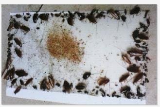 Top Cockroach Killer, better than advion cockroach gel bait, nice pest trap 2...