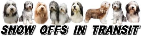 Bearded Collie Show Off Car Window Sticker