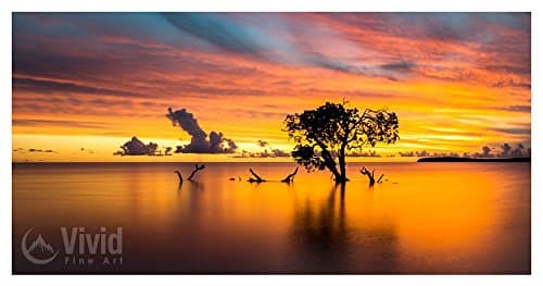 Ocean sunset photography with mangrove tree.