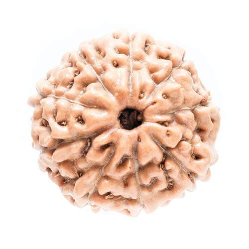 Certified 9 Mukhi Rudraksha (Brown)