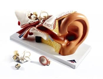 AWW E10 Giant Ear-Classic Version 3 Times Life-Size, 4 Part
