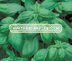 BASIL ITALIAN Large Leaf Ocimum Basilicum --- 1,000 Herb Seeds