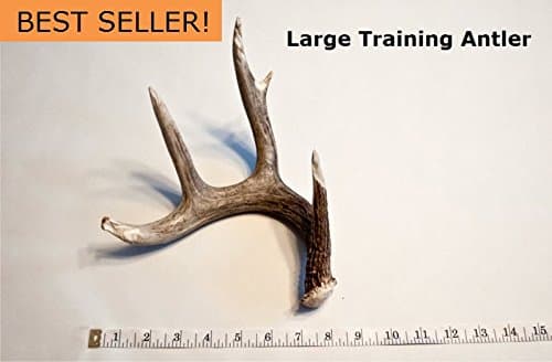 100% Real Whitetail Antlers For Shed Dog Training by Everything Shed Dog