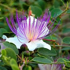 Caper Bush, Flinders Rose (Capparis spinosa) 100 Fresh Seeds