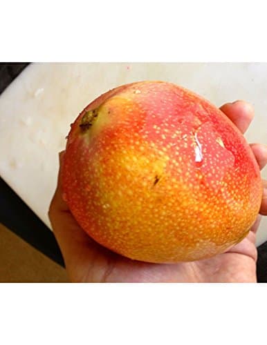 Mango Tree Coconut Cream Patented Variety 3 GAL Grafted 30 T0 48 inch