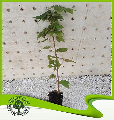 Acer platanoides (Norway maple) - Plant