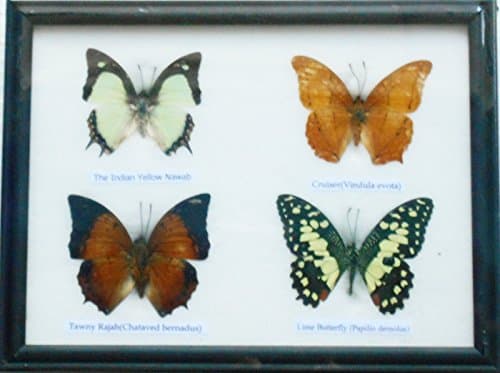 REAL 4 BEAUTIFUL BUTTERFLY Taxidermy Framed