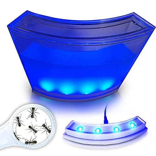 Ants 4 You Illuminated Ant Farm