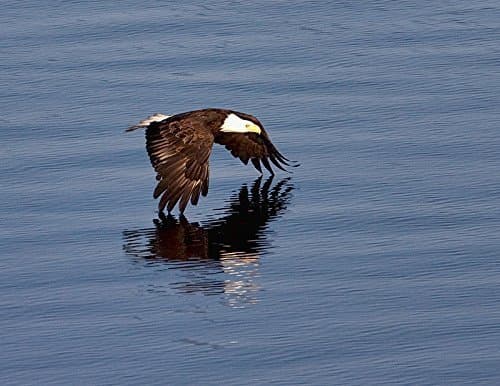 American Bald Eagle in Flight Over Ocean Fine Art Nature Photography Print - Bird Wall Decor 8.5 x 11