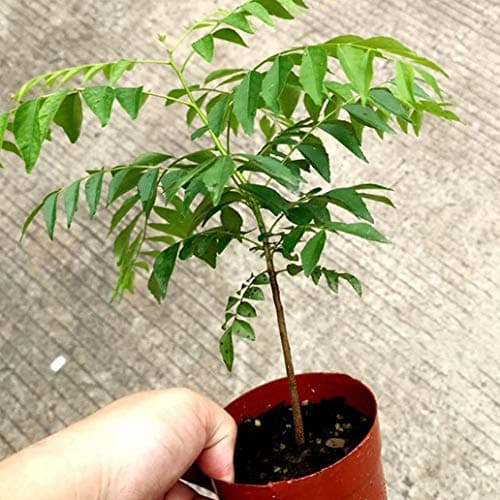 100Pcs Curry Leaf Tree Seeds Petted Culinary Herb Plant Outdoor Garden Decor for Home Use - Curry Seeds
