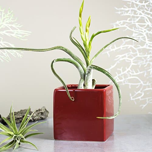 Mini Planter square Ceramic vase, cube geometric plant pot, Burgundy Red Modern Pottery, Handmade Succulent Air plant cactus desk decor