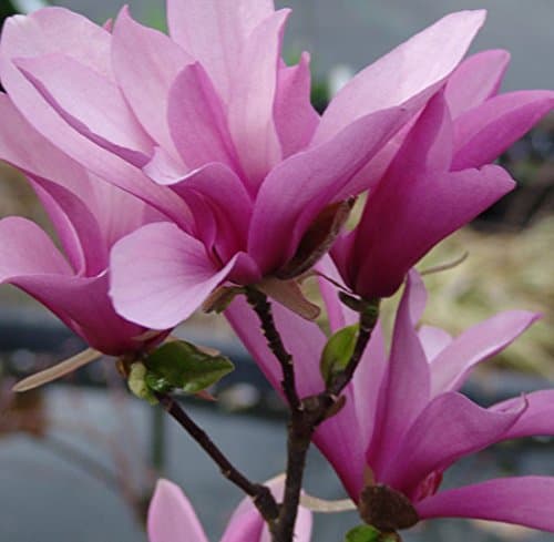 Magnolia 'Betty' 17cm pot size