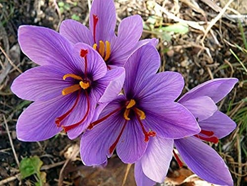 Nianyan Saffron Crocus 10 Bulbs - Rare Spice - Fall Blooming - Crocus Sativus