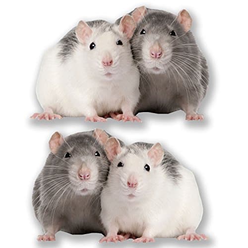 2 x Cute Fancy Rat Stickers