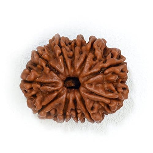 11 Face (Mukhi) Rudraksha (Origin: Nepal)