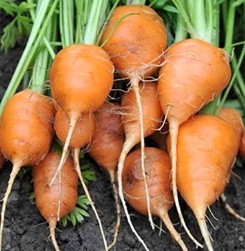 (ALYS) Parisian Round Carrot 6250 Seeds