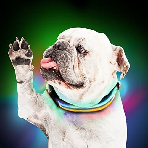 Shine for Dogs Ultimate LED Dog Collar – USB Rechargeable, Cable Included, 5 Awesome Colors. Ultra Bright, Durable, Made to Last. Make Your Dog More Visible at Night.